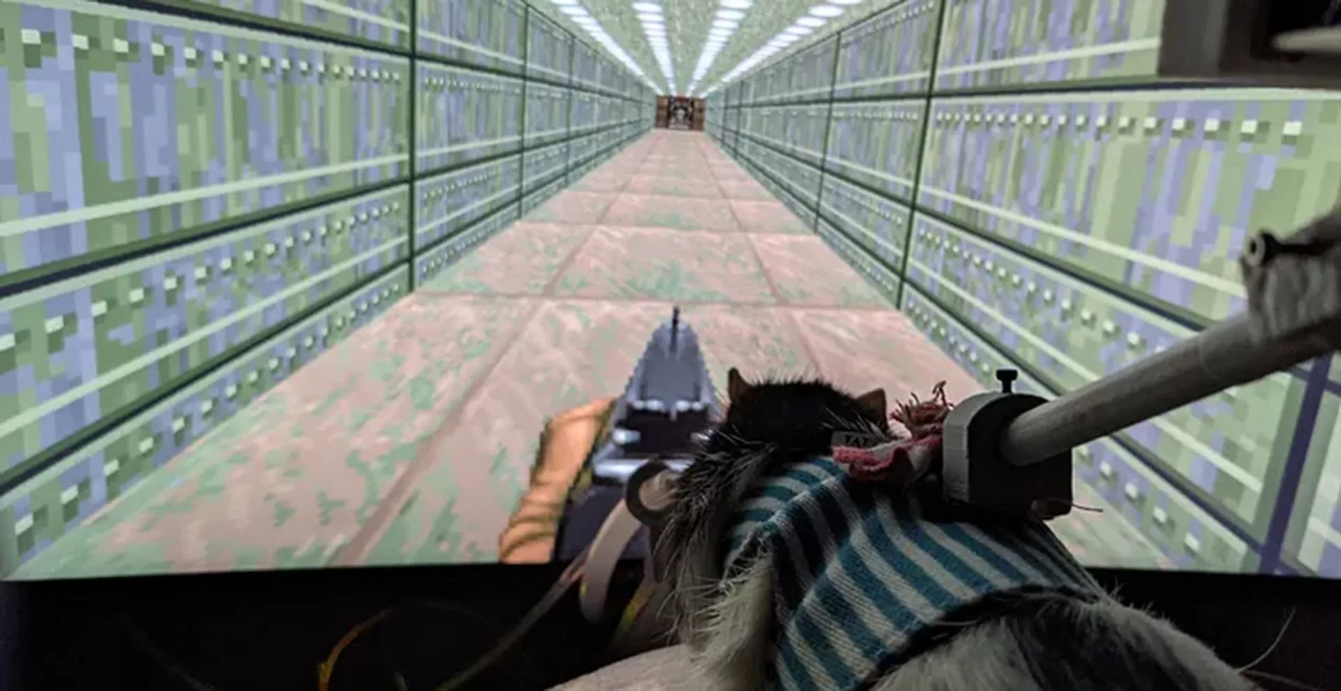 Rato jogando Doom